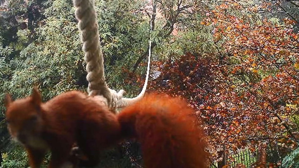 Eichhörnchenseil (Foto: Aktion Tier)